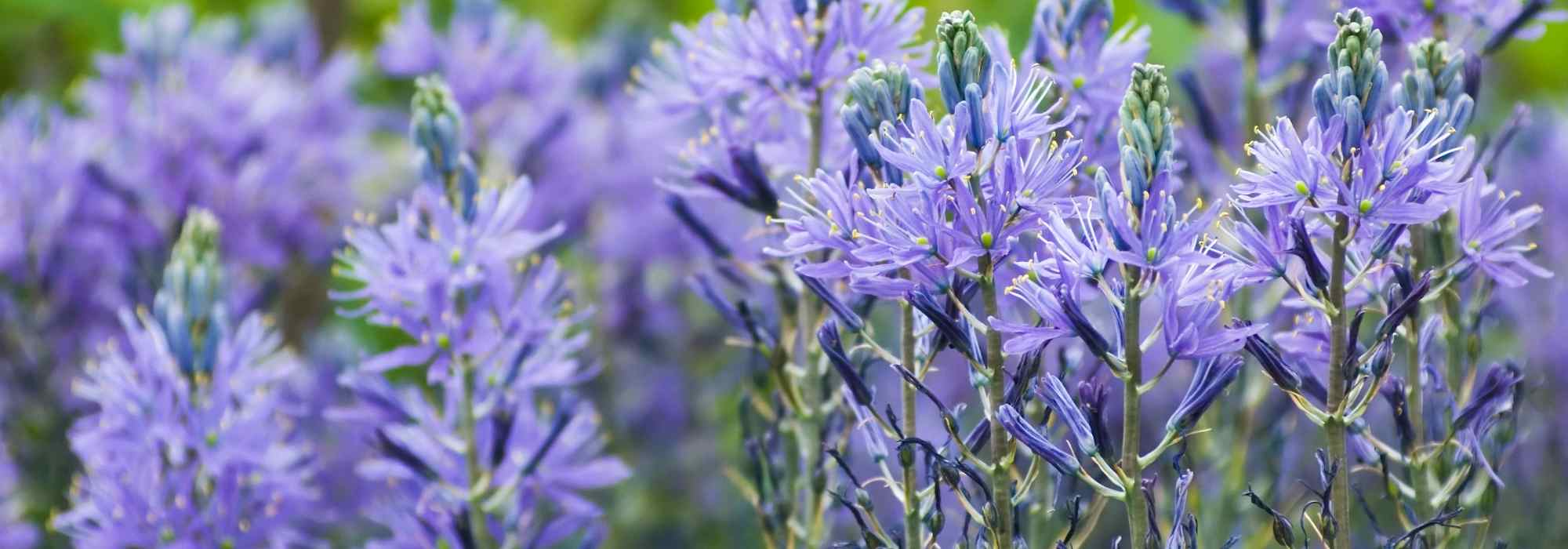 9 Frühlingszwiebeln mit blauen Blüten für den Garten