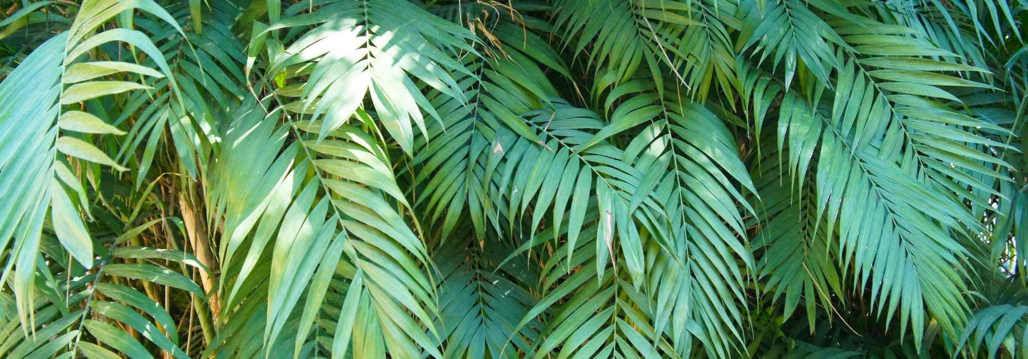 Bergpalme: Pflanzen und Pflege