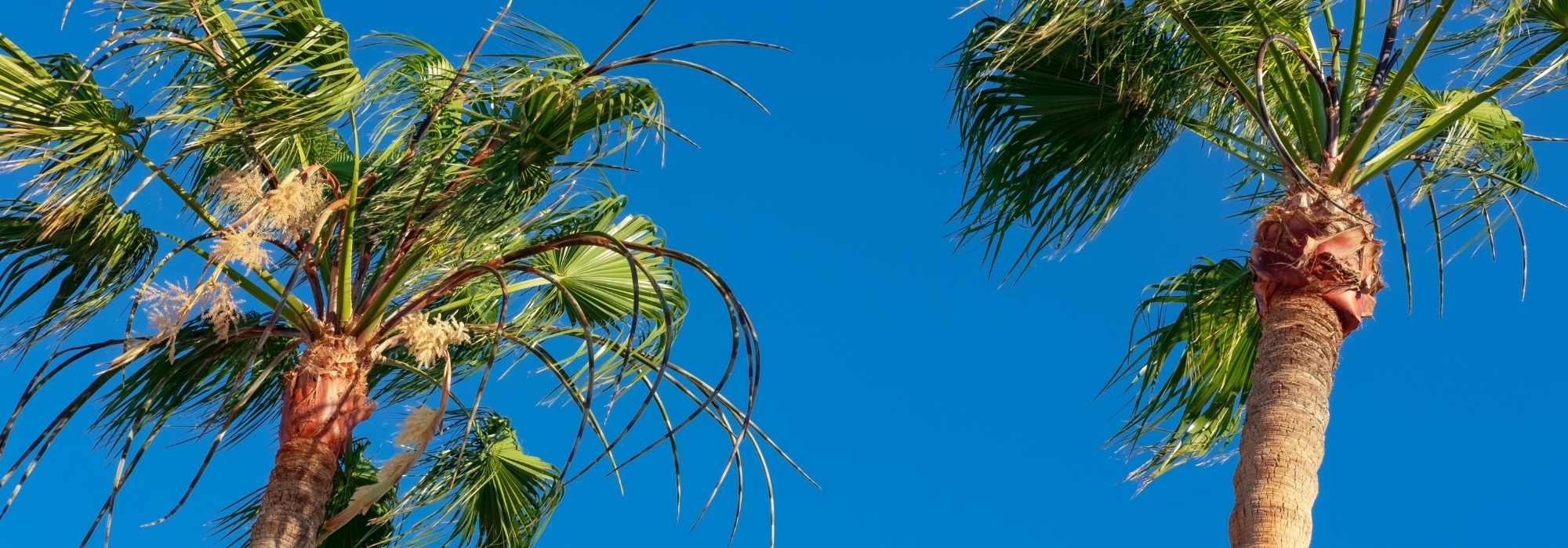 Karnaubapalme: Pflanzen und Pflege