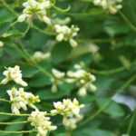 Schnurbaum pflanzen und kultivieren
