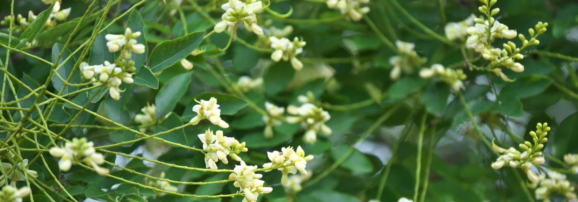 Schnurbaum pflanzen und kultivieren