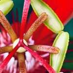 6 Passionsblumen für den Topf