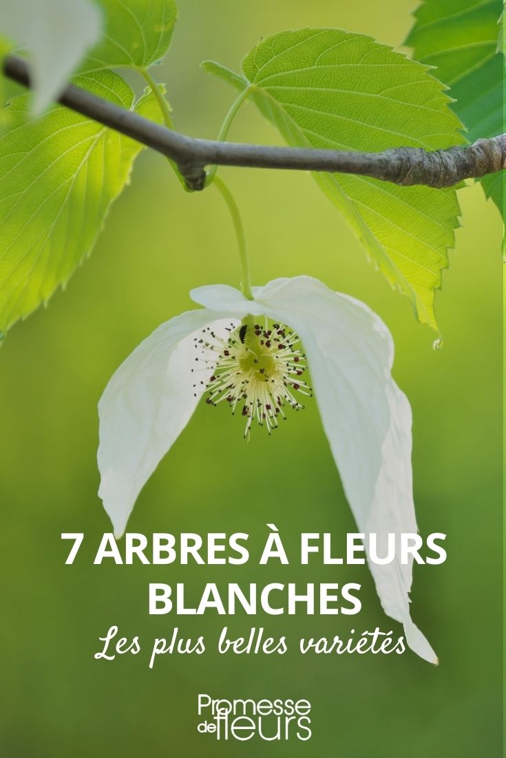Bäume mit weißen Blüten: Die schönsten Sorten
