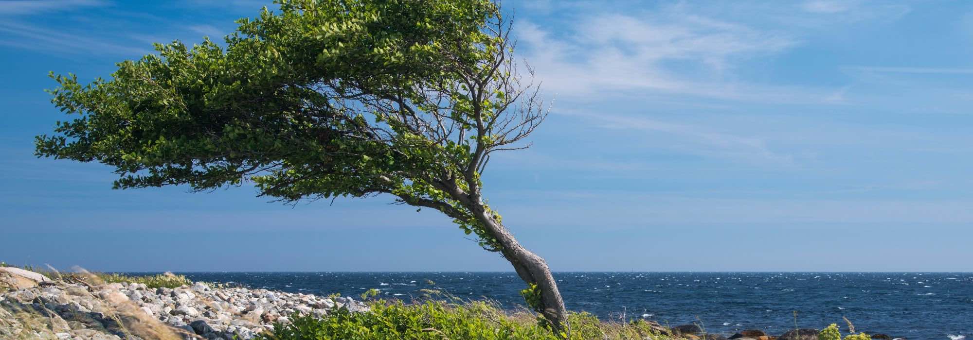 10 windfeste Bäume