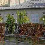 5 Sträucher für einen windigen Balkon