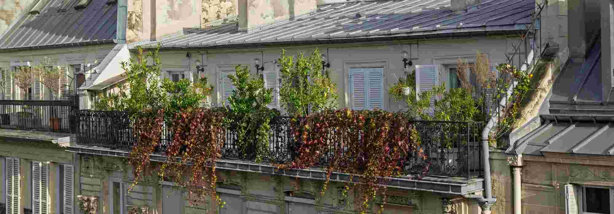 5 Sträucher für einen windigen Balkon