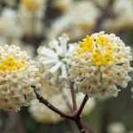 Edgeworthia kombinieren: 6 Ideen