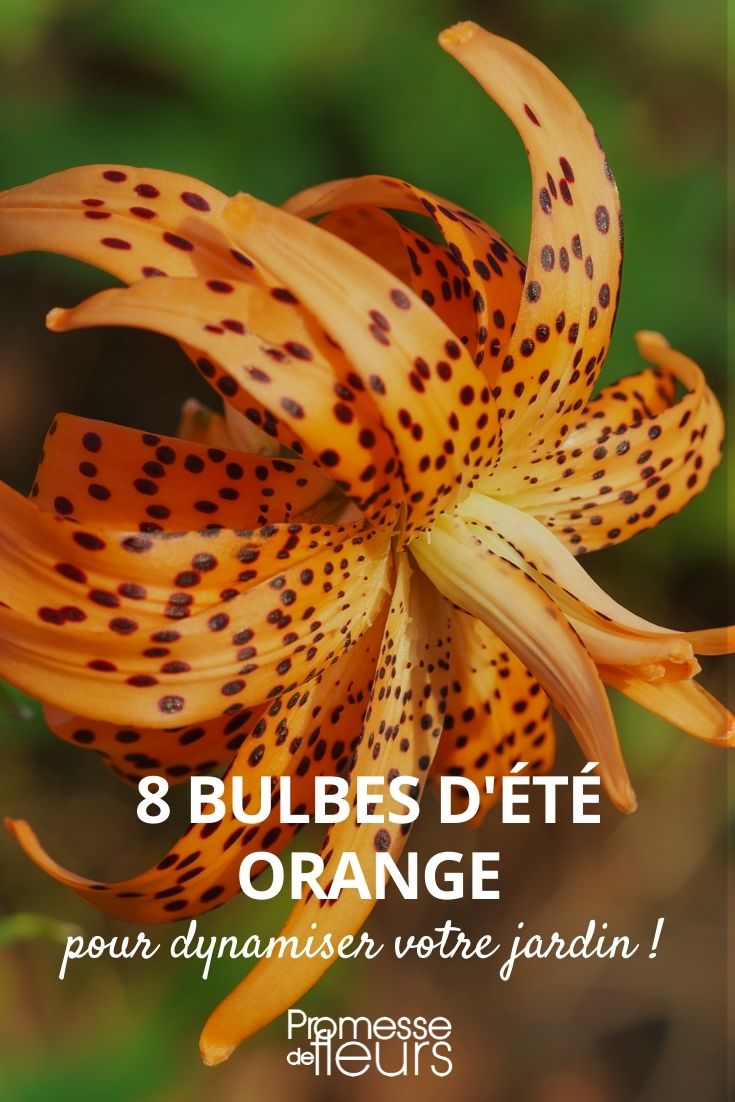 Zwiebel Sommer Orange