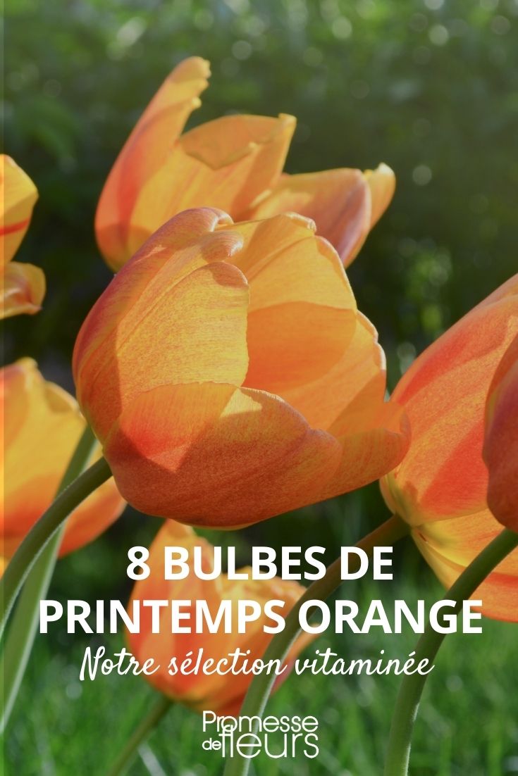 Frühlingszwiebel orange