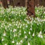 7 Frühlingszwiebeln mit weißen Blüten