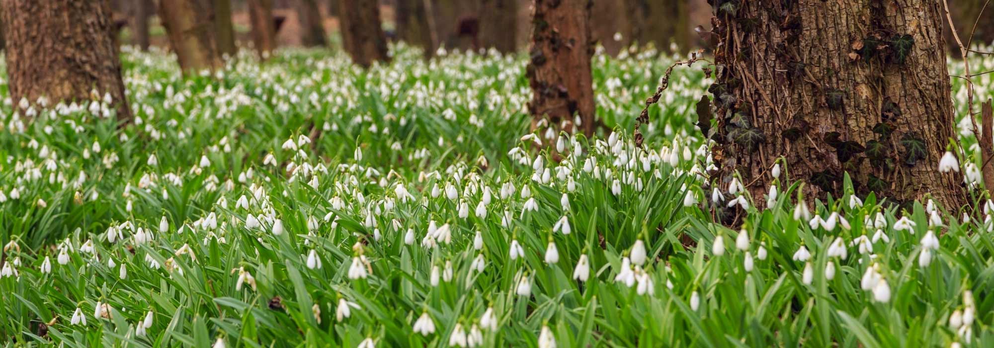 7 Frühlingszwiebeln mit weißen Blüten