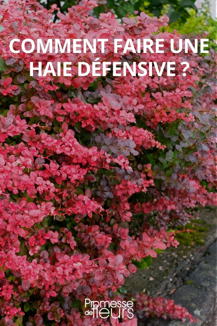 Wie man eine defensive Hecke anlegt