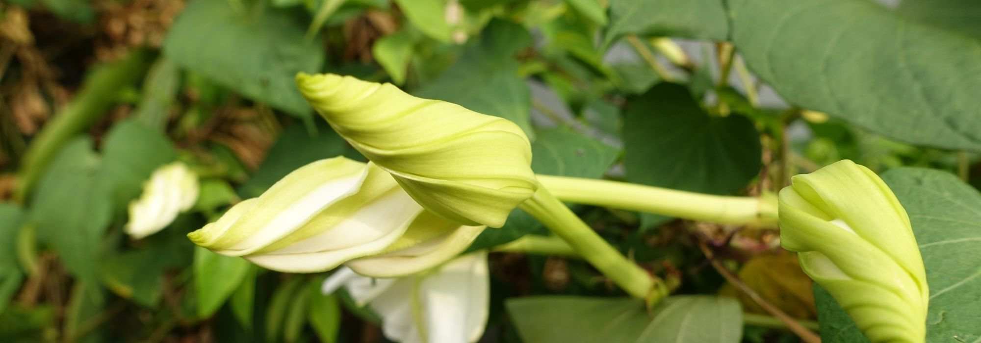 Unglaubliche Blumen, die sich nur nachts öffnen