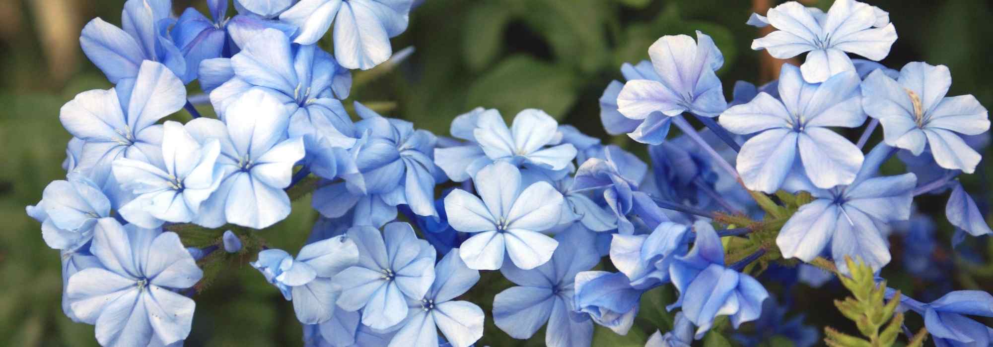 8 blau blühende Kletterpflanzen für den Garten