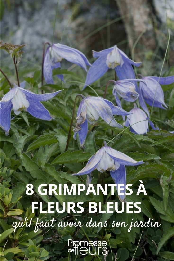 Kletterpflanzen mit blauen Blüten
