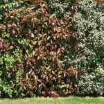 Sichtschutzhecke anlegen?