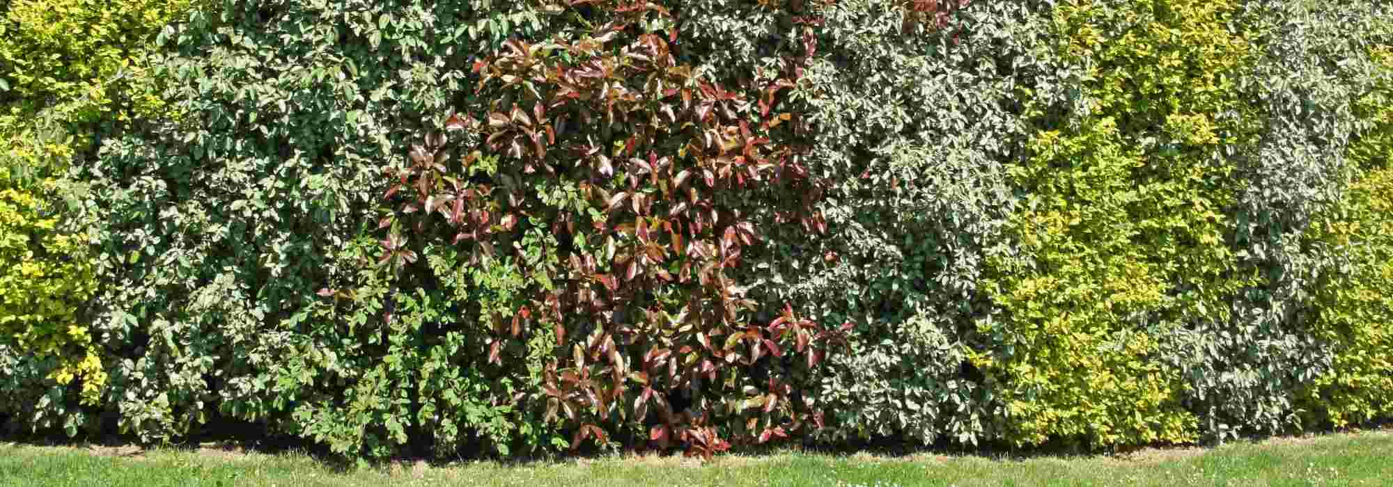 Sichtschutzhecke anlegen?