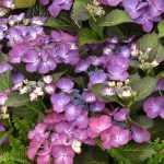 7 Sträucher mit violetten Blüten
