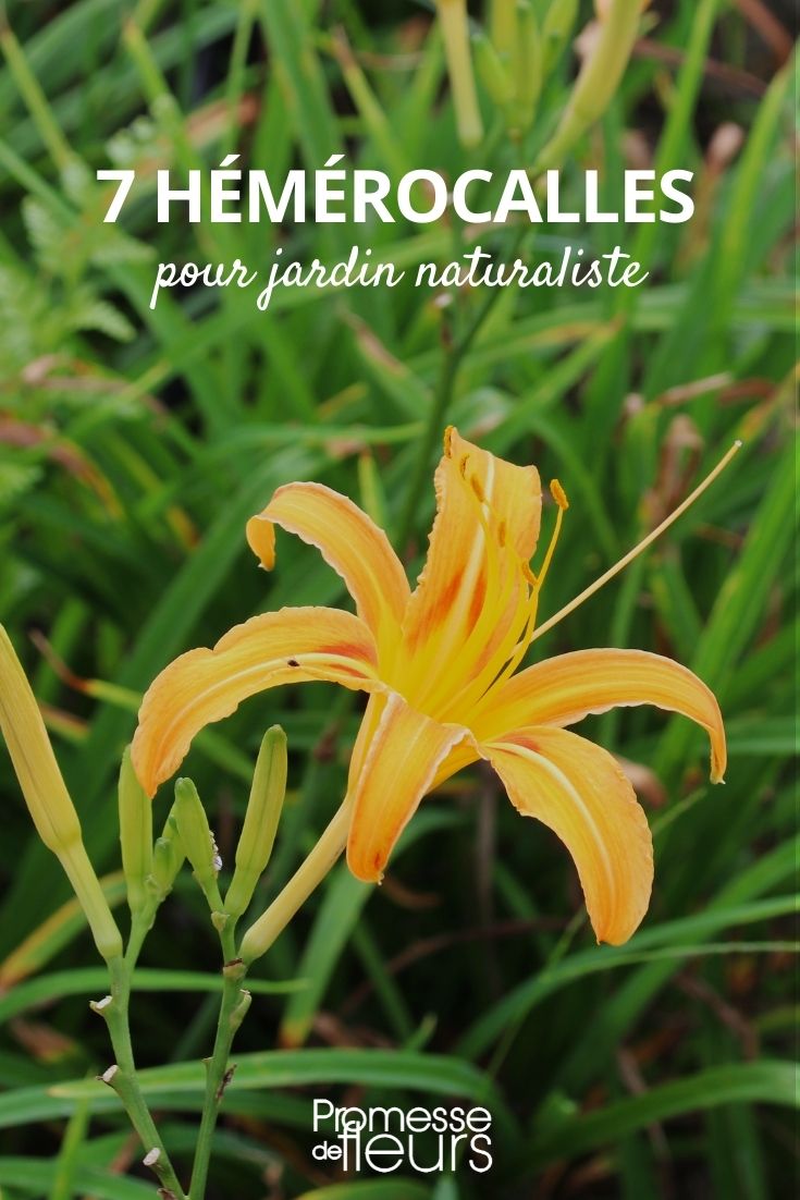 Hemerocallis für den naturalistischen Garten