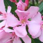Oleander schneiden: Wann und wie für üppige Blüte