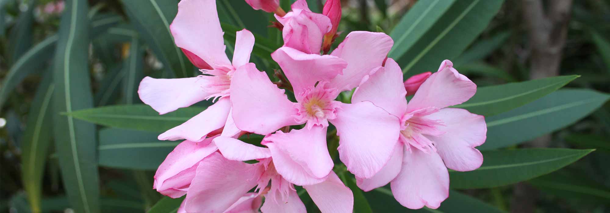 Oleander schneiden: Wann und wie für üppige Blüte