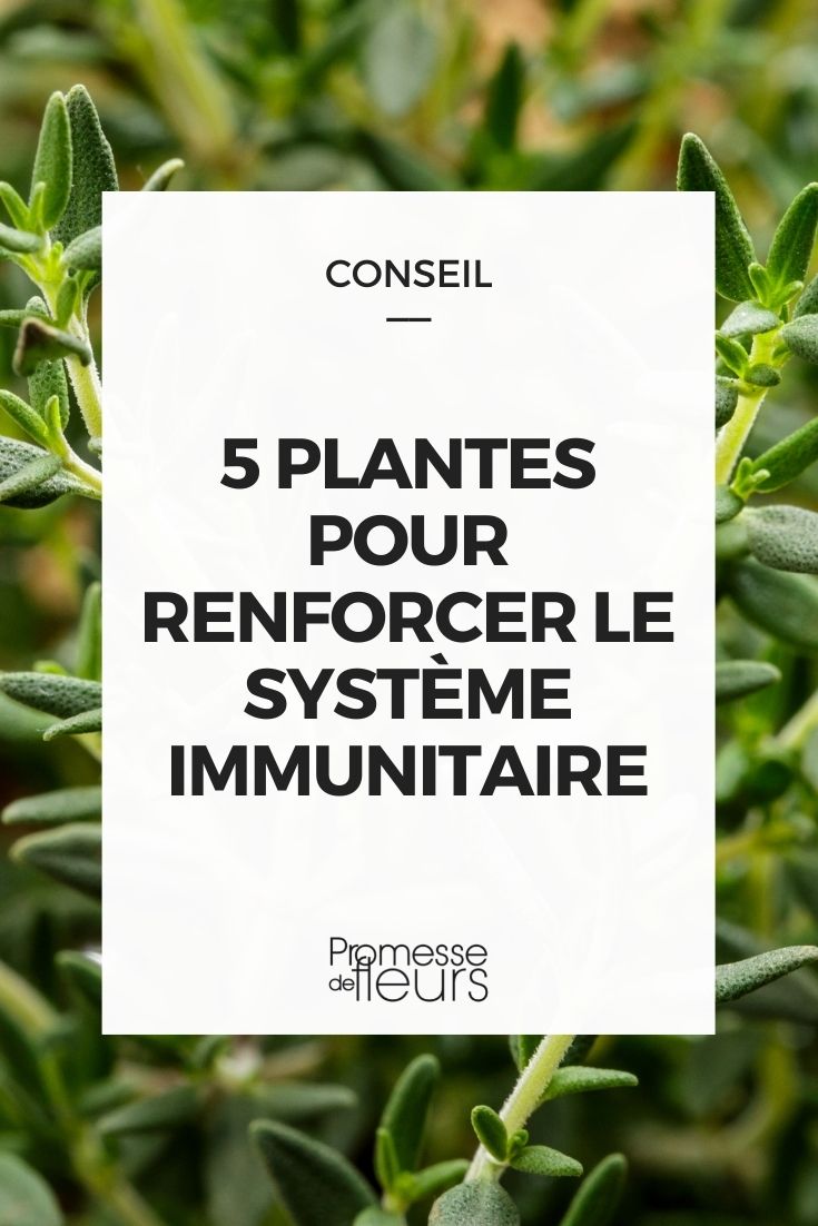 Immunsystem-stärkende Pflanzen