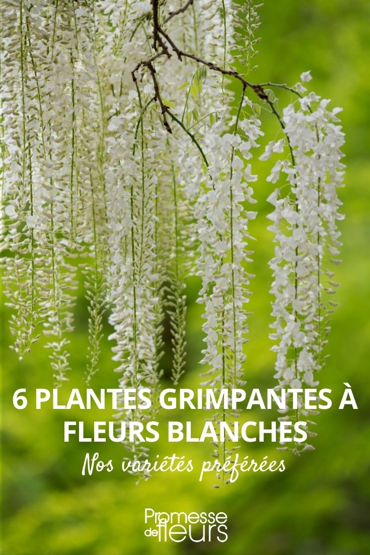 Kletterpflanzen mit weißen Blüten