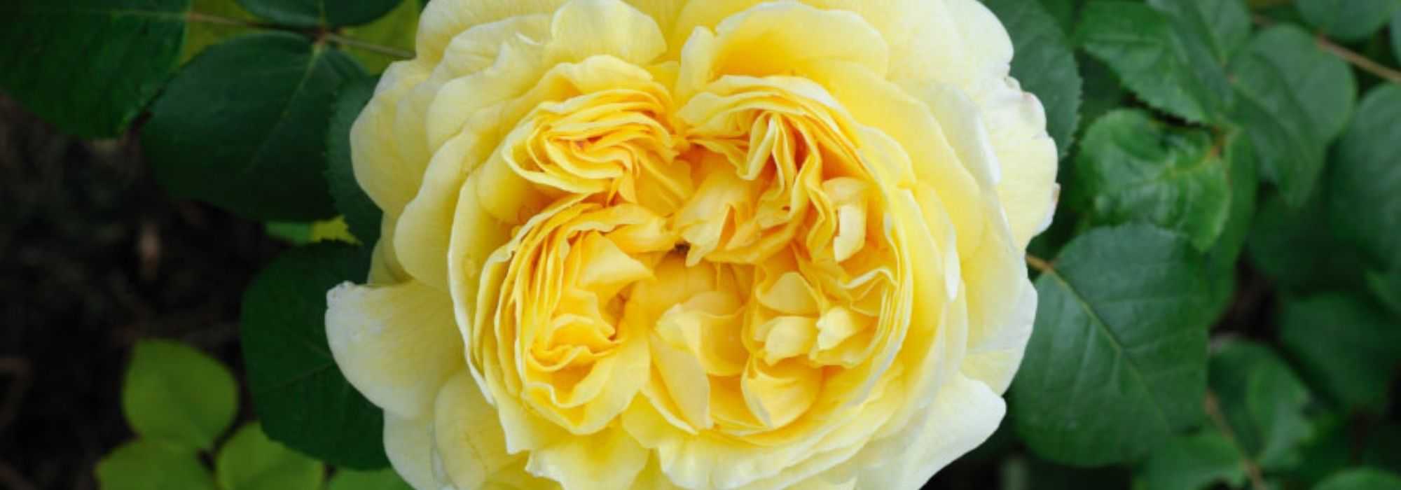 9 gelbe Englische Rosen von David Austin