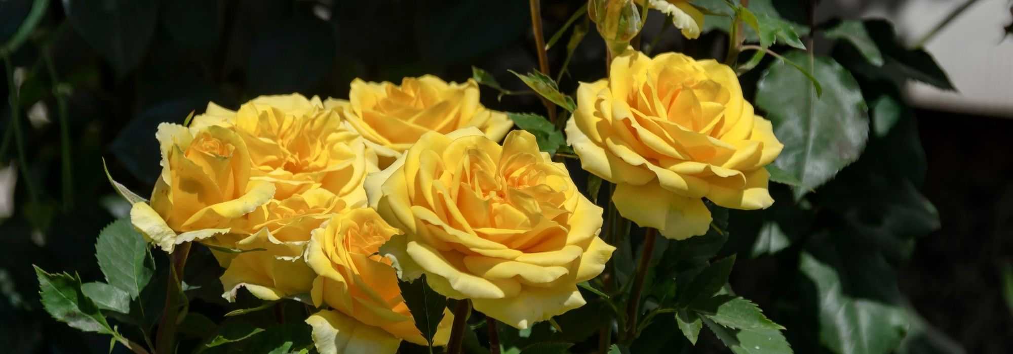 6 Buschrosen mit großen gelben Blüten
