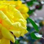 5 Kletterrosen mit gelben Blüten