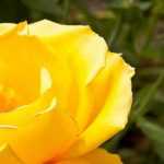 7 duftende gelbe Rosen