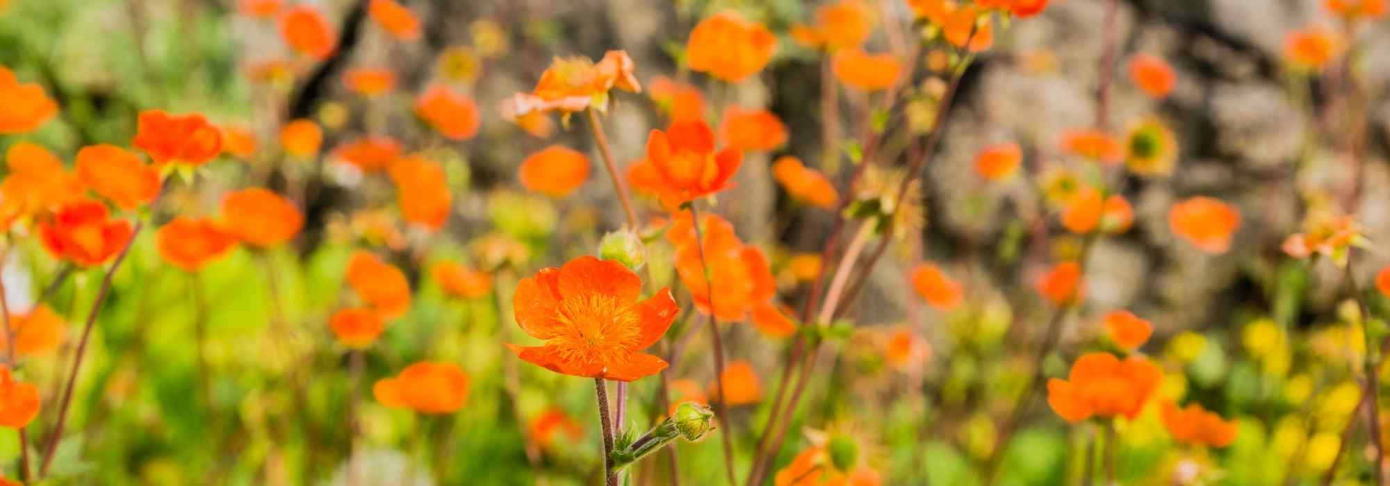 8 orangeblühende Stauden für den Garten
