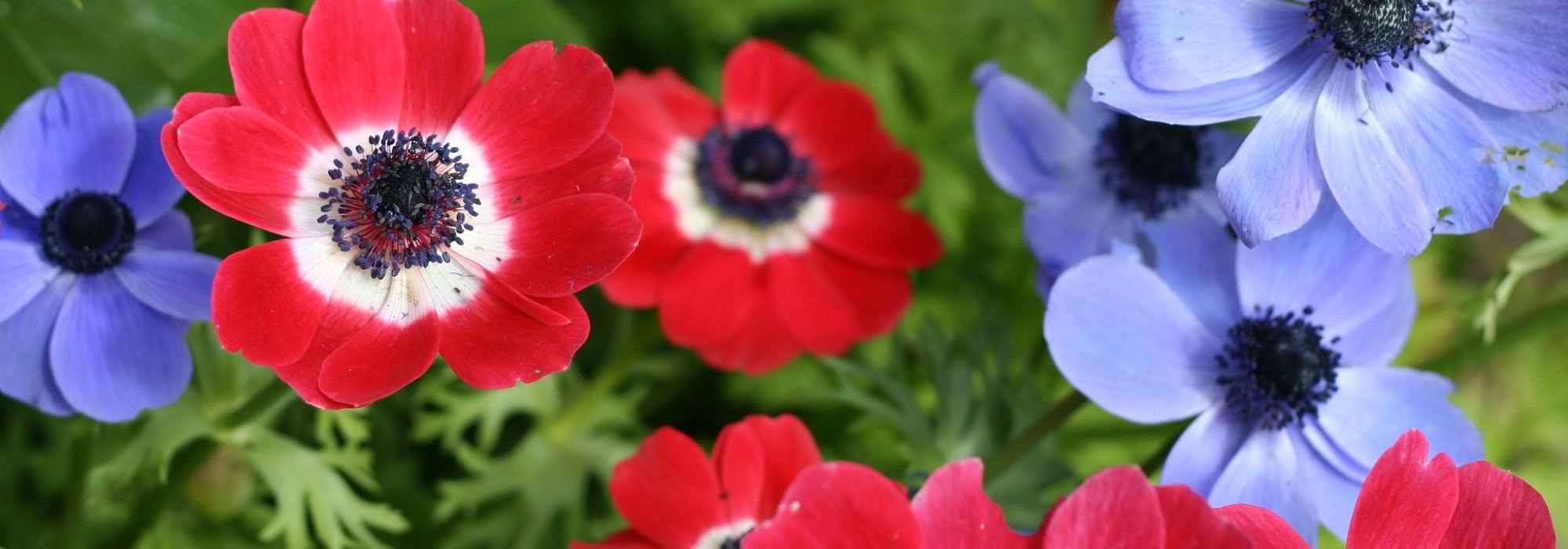 Kronen-Anemone im Topf pflanzen