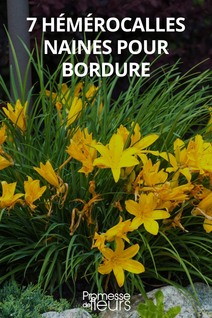 Hemerocallis - Taglilien in kleiner Wuchsform