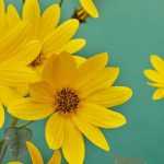 Helianthus kombinieren