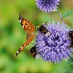 Wie locken Blumen Bestäuber an?