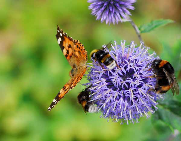 Wie locken Blumen Bestäuber an?