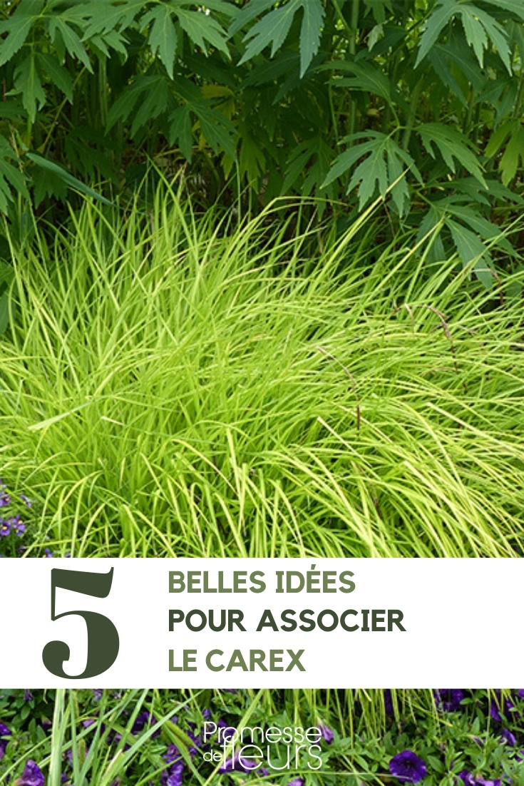 Carex kombinieren