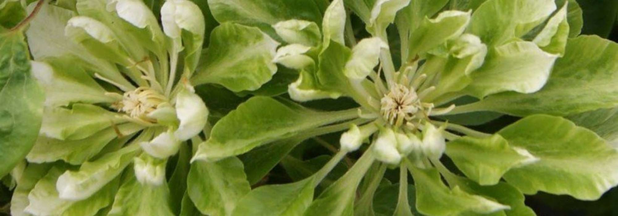 7 Waldreben mit ungewöhnlicher Blüte