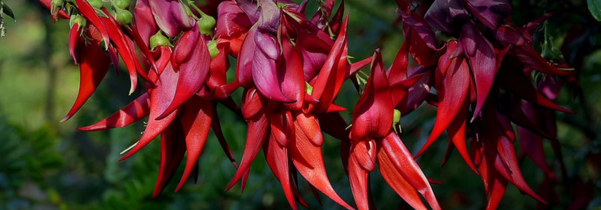 Clianthus puniceus: Kakadu-Ruhmesblume pflanzen