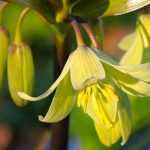 Botanische Schachblumen