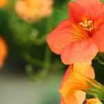7 orangeblühende Kletterpflanzen für den Garten