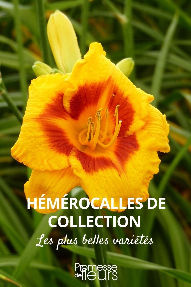Hemerocallis-Sammlung