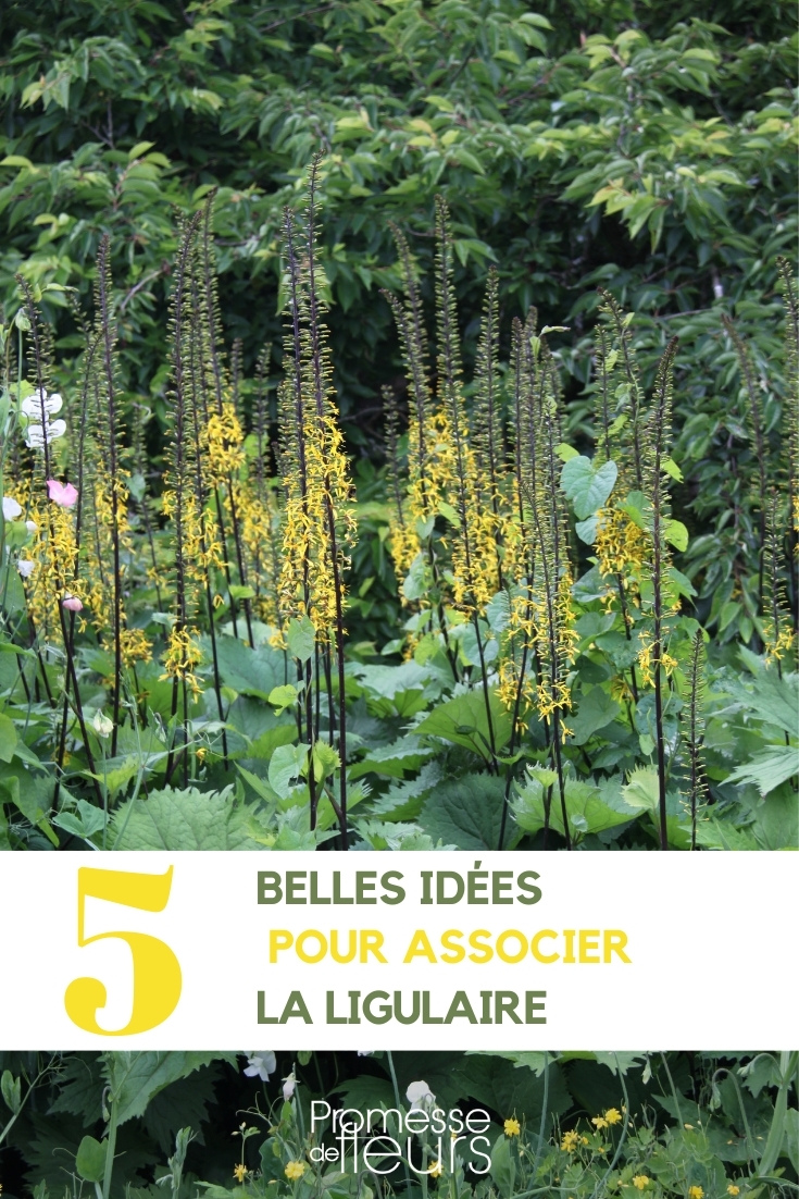 Ligularie kombinieren / Ligularia geschickt kombinieren  

Die imposanten Blattschmuckstauden der Gattung Ligularia (auch Greiskraut genannt) lassen sich wunderbar mit anderen Pflanzen kombinieren, die ähnliche Standortansprüche haben. Hier einige gelungene Pflanzpartner für die dekorativen Ligularien:

**Feuchtliebende Begleiter:**  
- Astilben  
- Farne wie Königsfarn (Osmunda regalis)  
- Sumpfdotterblume (Caltha palustris)  
- Schaublatt (Rodgersia)  

**Kontrastreiche Blattformen:**  
- Funkien (Hosta) mit ihren herzförmigen Blättern  
- Schlangenwurz (Arisaema)  
- Elfenblumen (Epimedium)  

**Blütenakzente in Gelb/Orange:**  
- Taglilien (Hemerocallis)  
- Sonnenhut (Rudbeckia)  
- Trollblumen (Trollius)  

Tipp: Kombinieren Sie hohe Ligularia-Sorten wie 'The Rocket' mit niedrigeren Stauden als Unterpflanzung, um attraktive Etageneffekte zu schaffen. Achten Sie auf ausreichend feuchte, humose Böden im Halbschatten für ein optimales Wachstum.  

Diese majestätischen Blattpflanzen setzen besonders an Teichrändern oder in naturnahen Gartenbereichen eindrucksvolle Akzente!