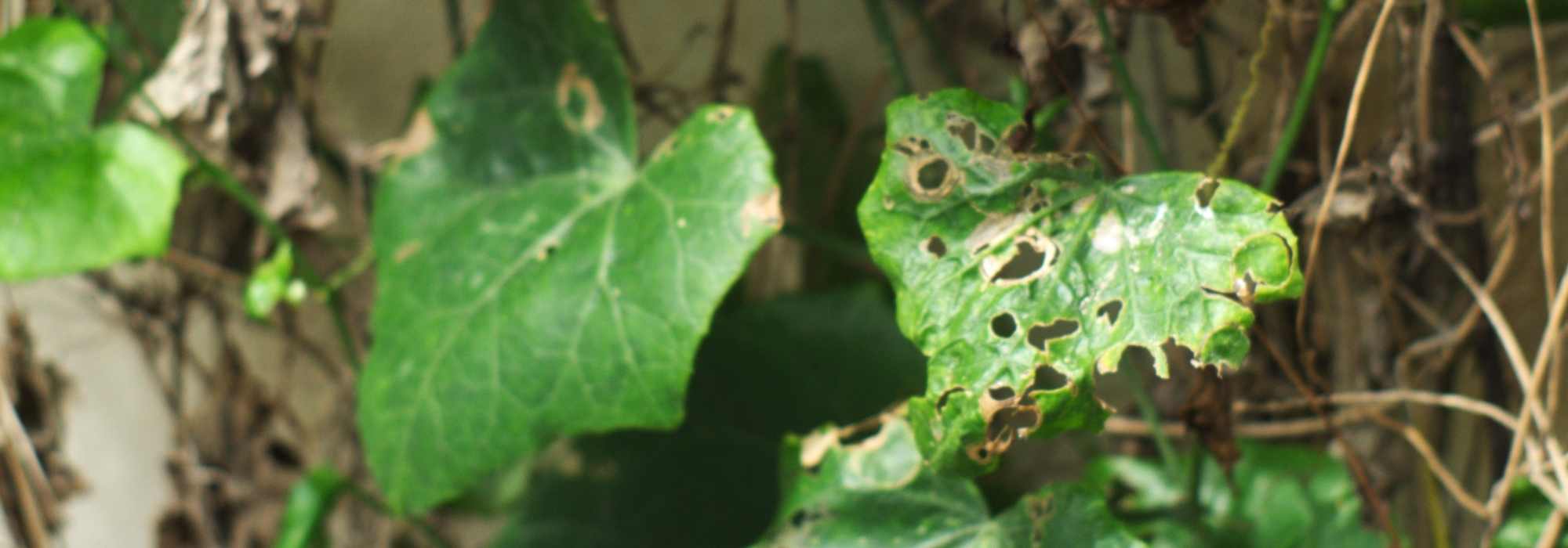 Krankheiten und Parasiten des Gewöhnlichen Efeus
