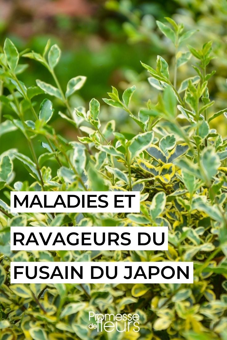 Euonymus fortunei
