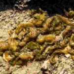 Nostoc commune oder Mondrotz: Was ist das?