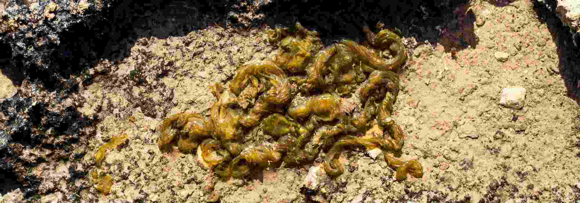 Nostoc commune oder Mondrotz: Was ist das?