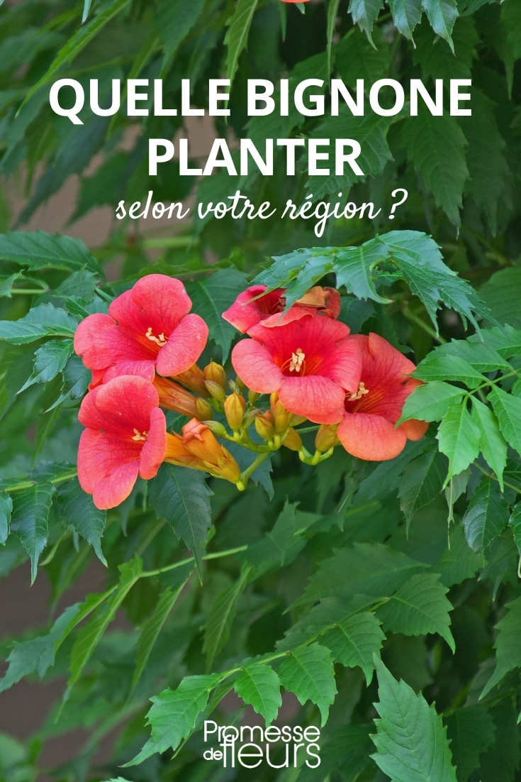 # Die richtige Klettertrompete (Campsis) für Ihre Region und Klima auswählen

## Klimaverträglichkeit von Campsis-Arten

Die beiden Hauptarten der Klettertrompete haben unterschiedliche Klimaansprüche:

- **Campsis radicans** (Amerikanische Klettertrompete):
  - Winterhart bis -20°C (Zone 6)
  - Ideal für kühlere Regionen
  - Verträgt auch kontinentales Klima mit kalten Wintern

- **Campsis grandiflora** (Chinesische Klettertrompete):
  - Winterhart bis -12°C (Zone 7)
  - Bevorzugt mildere Klimazonen
  - Gedeiht besser in Weinbauklimaten

## Regionale Empfehlungen

**Für kältere Regionen (Nord- und Ostdeutschland, Österreichische Alpen):**
- Campsis radicans-Sorten
- Geschützte Süd- oder Westlagen
- Winterschutz für junge Pflanzen empfohlen

**Für milde Regionen (West- und Süddeutschland, Wiener Becken):**
- Beide Arten möglich
- Campsis grandiflora blüht üppiger bei Wärme
- Südwände ideal für optimale Blüte

## Pflanz- und Pflegetipps

1. **Standortwahl:**
   - Volle Sonne (mindestens 6 Stunden täglich)
   - Geschützt vor kalten Ostwinden
   - Warme Hauswände als ideale Rankhilfe

2. **Bodenansprüche:**
   - Durchlässiger, nährstoffreicher Boden
   - Keine Staunässe
   - pH-Wert leicht sauer bis neutral (6.0-7.0)

3. **Winterschutz:**
   - Mulchschicht im Wurzelbereich
   - Junge Triebe mit Vlies schützen
   - Kübelpflanzen frostfrei überwintern

## Beliebte Sorten für deutsche Gärten

- 'Flamenco' (C. radicans) - besonders winterhart
- 'Indian Summer' (C. radicans) - lange Blütezeit
- 'Morning Calm' (C. grandiflora) - große Blüten für milde Lagen

Mit der richtigen Arten- und Sortenwahl bereichert die prächtige Klettertrompete über viele Jahre Ihren Garten mit ihren exotischen Blüten.