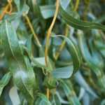 Weiden (Salix): schönste Sorten